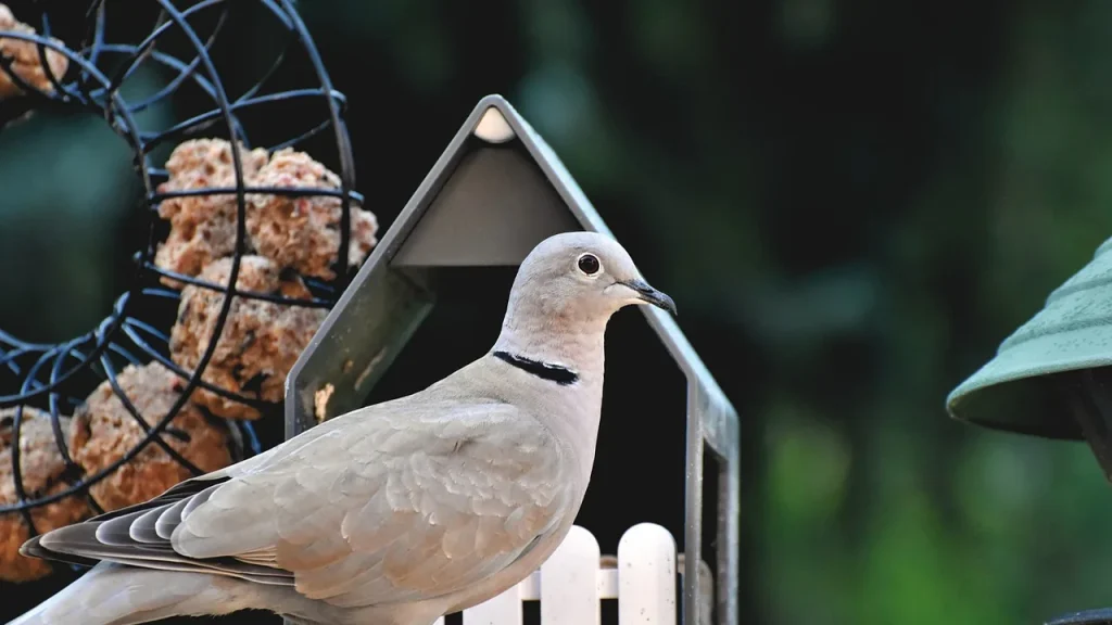 Pigeons crowding around an outdoor bird feeder.