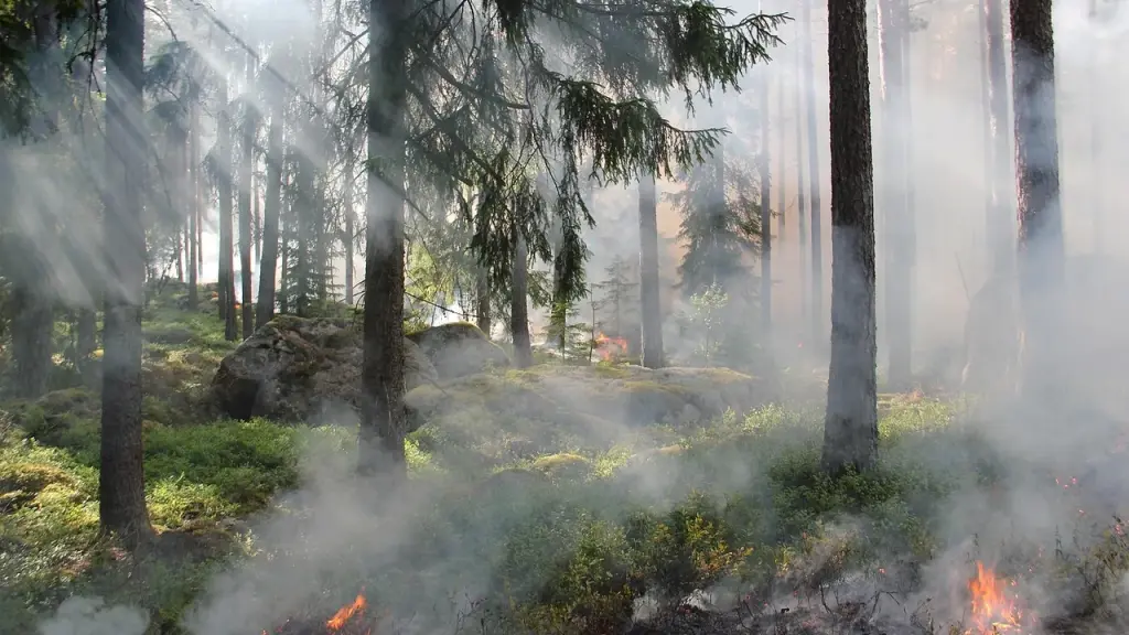 Smoke rising over a dense tropical forest landscape