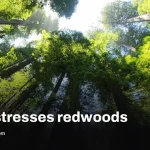 Extreme heat and less fog threaten coast redwoods’ carbon role
