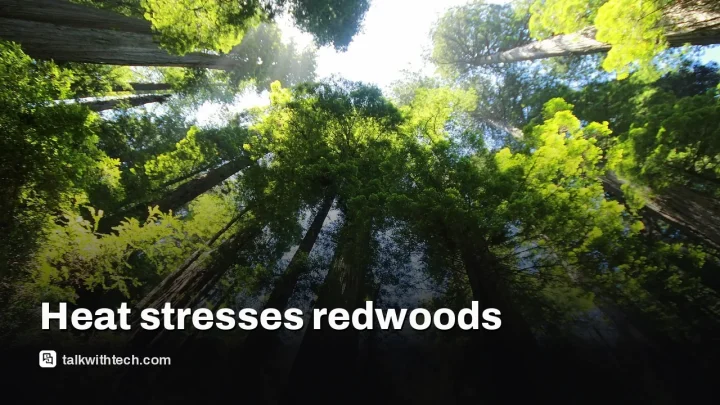 Extreme heat and less fog threaten coast redwoods’ carbon role