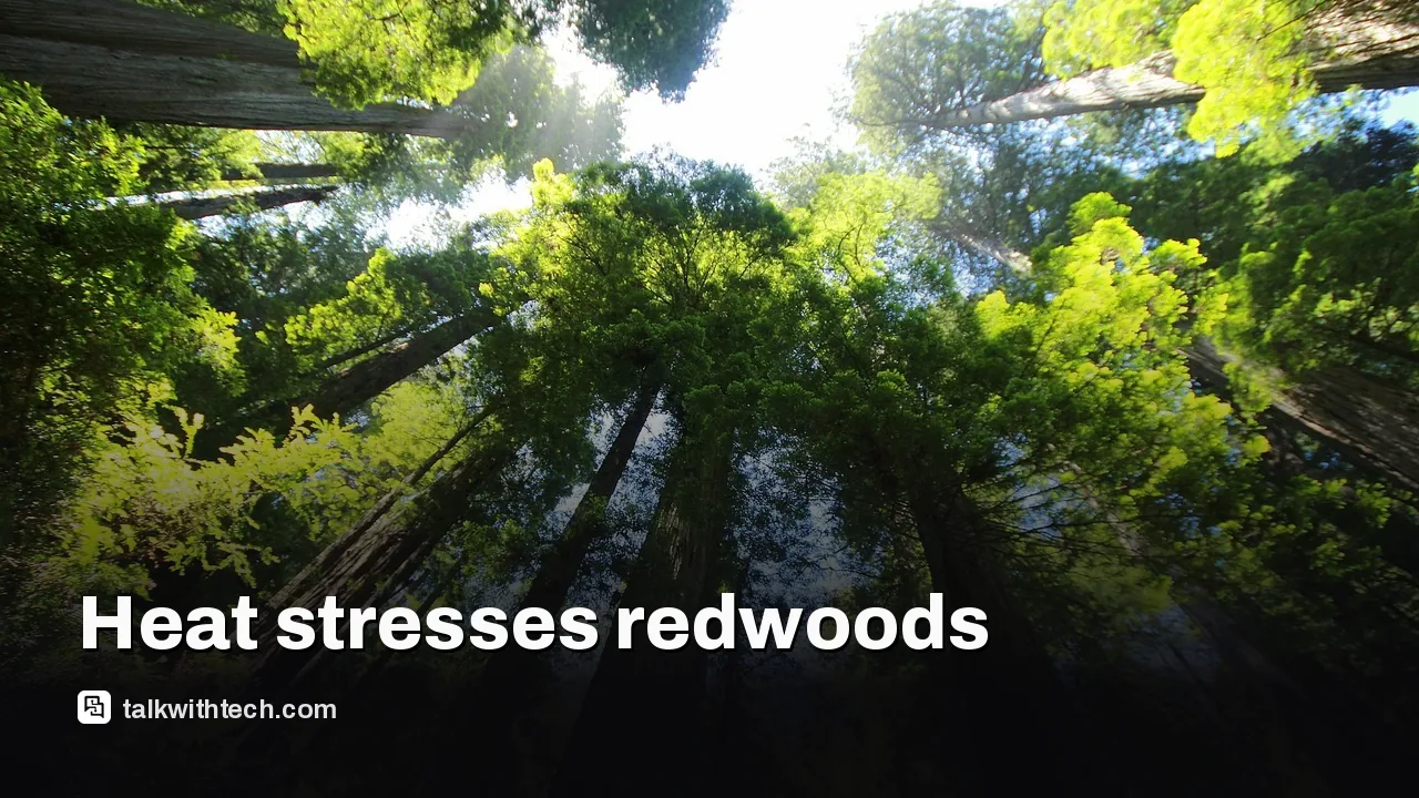 Tall coast redwood trees in a misty forest