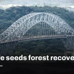 Rainforest natural regeneration can work without planting