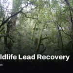 Rainforest natural regeneration can work without planting