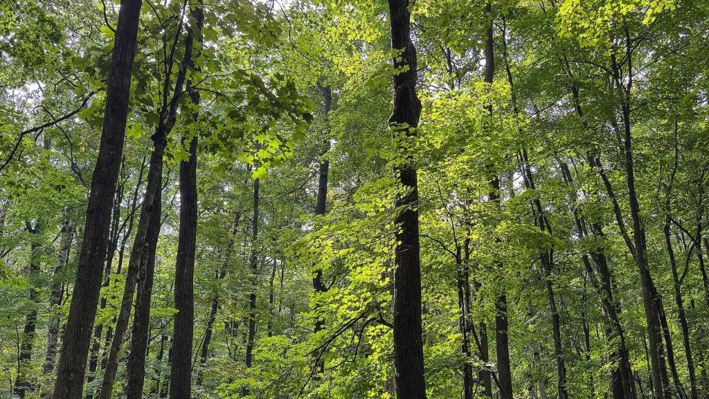 Dense, layered forest canopy reaching upward in a tropical forest