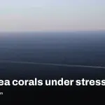 Egypt climate-resilient corals show stress after record heat