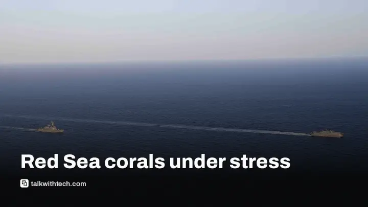 Egypt climate-resilient corals show stress after record heat