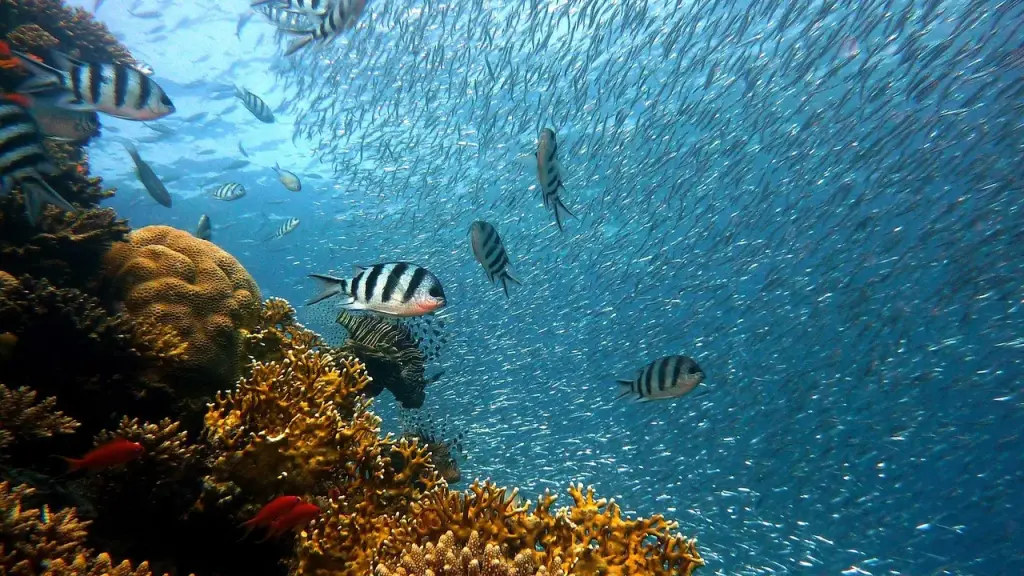 Close-up of corals in crystal-clear water