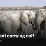 Wildlife Photographer of the Year 2026 winners announced, top prize goes to elephant study