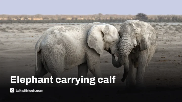 Wildlife Photographer of the Year 2026 winners announced, top prize goes to elephant study