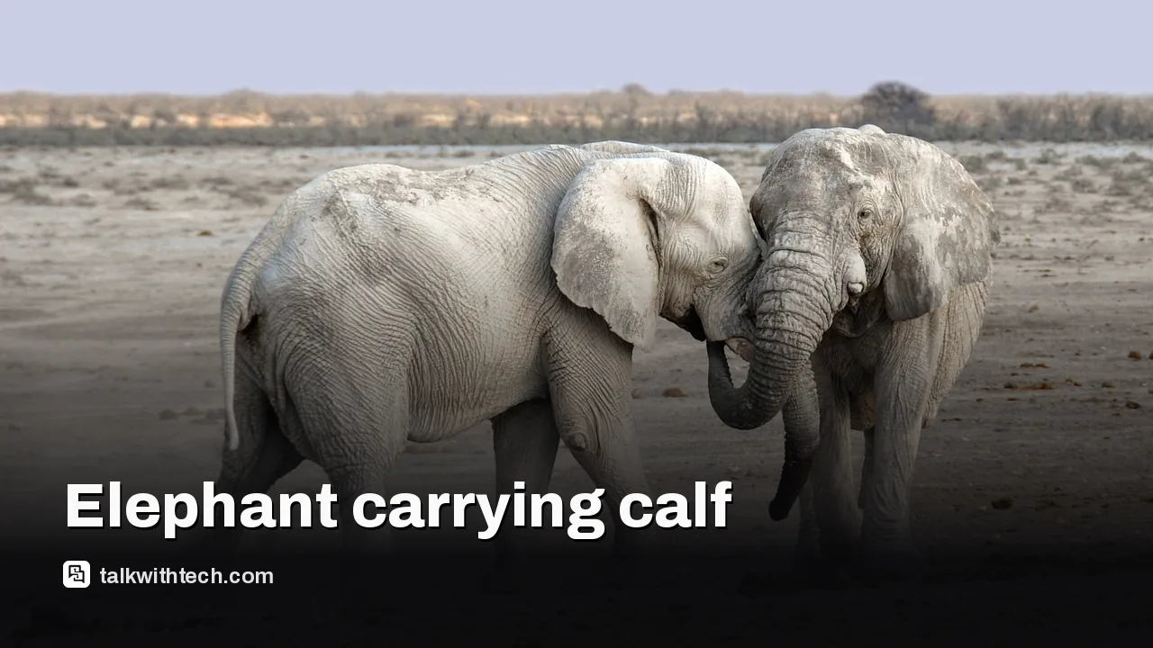 Elephant carrying a dead calf in Namibia, as photographed for Wildlife Photographer of the Year.
