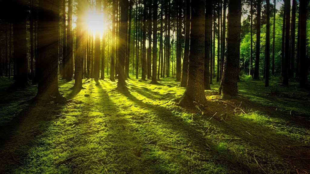 Vivid forest with dappled light and tall trees